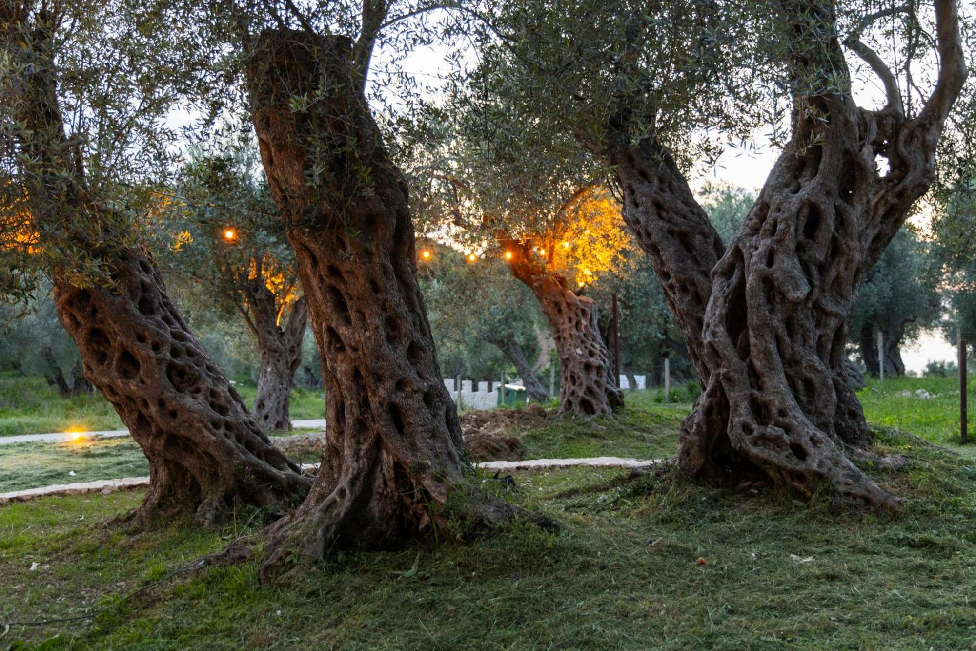 Mashtra - The Olive House Hotel Улцин Екстериор снимка