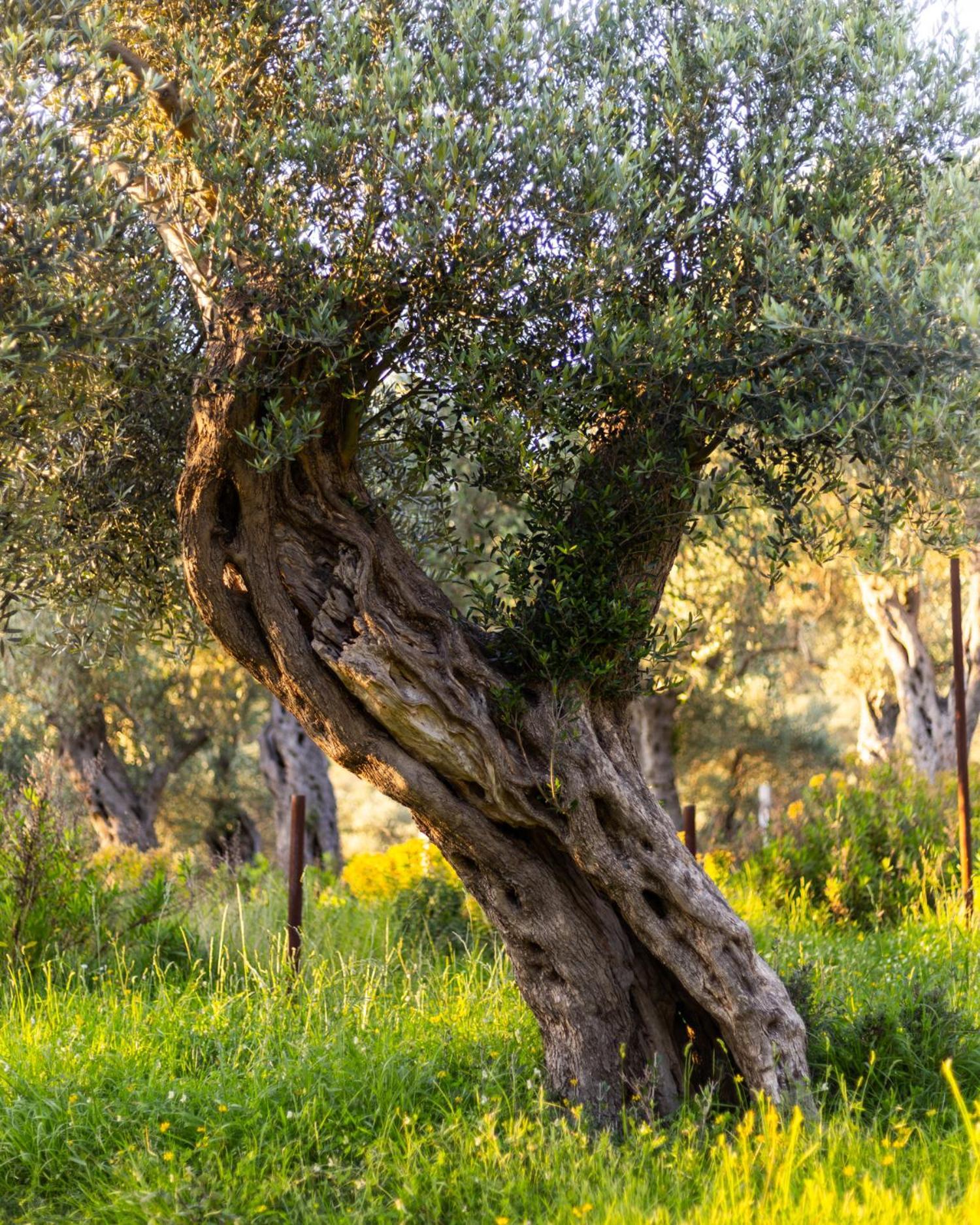 Mashtra - The Olive House Hotel Улцин Екстериор снимка